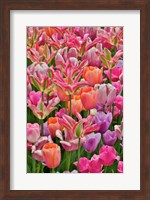 Tulips In Planters, Formal Garden, Mt, Hockessin, Delaware Fine Art Print