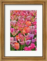 Tulips In Planters, Formal Garden, Mt, Hockessin, Delaware Fine Art Print