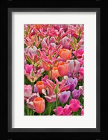 Tulips In Planters, Formal Garden, Mt, Hockessin, Delaware Fine Art Print