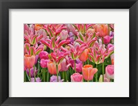 Tulips In Planters, Formal Garden, Mt, Cuba Center, Hockessin, Delaware Fine Art Print