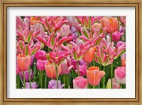 Tulips In Planters, Formal Garden, Mt, Cuba Center, Hockessin, Delaware Fine Art Print