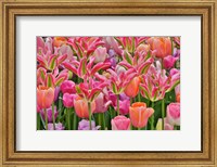 Tulips In Planters, Formal Garden, Mt, Cuba Center, Hockessin, Delaware Fine Art Print