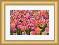 Tulips In Planters, Formal Garden, Mt, Cuba Center, Hockessin, Delaware Fine Art Print