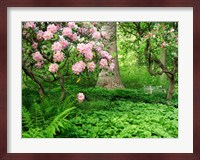 Rhododendrons And Trees In A Park Setting Fine Art Print
