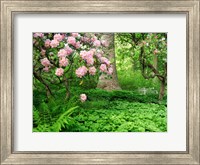 Rhododendrons And Trees In A Park Setting Fine Art Print