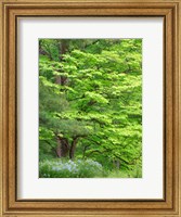 Field Of Wildflowers And Native Trees Fine Art Print