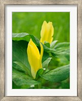 Yellow Trillium, Trillium Erectum, Growing In A Wildflower Garden Fine Art Print