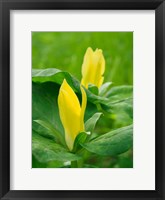 Yellow Trillium, Trillium Erectum, Growing In A Wildflower Garden Fine Art Print