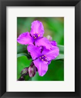 Purple Virginia Spiderwort, Tradescantia Virginiana Growing In A Wildflower Garden Fine Art Print