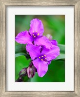 Purple Virginia Spiderwort, Tradescantia Virginiana Growing In A Wildflower Garden Fine Art Print