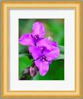 Purple Virginia Spiderwort, Tradescantia Virginiana Growing In A Wildflower Garden Fine Art Print