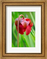 Red Flower Of The Pitcher Plant (Sarracenia Rubra), A Carnivorous Plant Fine Art Print