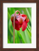 Red Flower Of The Pitcher Plant (Sarracenia Rubra), A Carnivorous Plant Fine Art Print