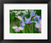 Iris And Wildflowers Fine Art Print