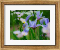 Iris And Wildflowers Fine Art Print