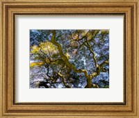 Looking Up At The Sky Through A Japanese Maple Fine Art Print