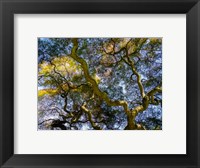 Looking Up At The Sky Through A Japanese Maple Fine Art Print