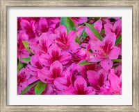 Hot Pink Azaleas In A Garden Fine Art Print