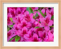 Hot Pink Azaleas In A Garden Fine Art Print
