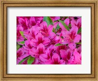 Hot Pink Azaleas In A Garden Fine Art Print