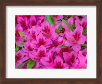 Hot Pink Azaleas In A Garden Fine Art Print