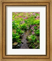 Boggy Quarry Garden With Giant Candelabra Primroses, Primula X Bulleesiana Hybrid Fine Art Print