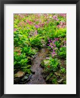 Boggy Quarry Garden With Giant Candelabra Primroses, Primula X Bulleesiana Hybrid Fine Art Print