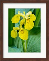 Yellow Iris In A Boggy Environment Fine Art Print