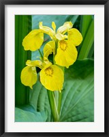 Yellow Iris In A Boggy Environment Fine Art Print