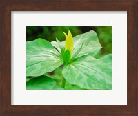 Delaware, A Yellow Trillium, Trillium Erectum, T, Luteum, Growing In A Wildflower Garden Fine Art Print