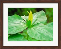 Delaware, A Yellow Trillium, Trillium Erectum, T, Luteum, Growing In A Wildflower Garden Fine Art Print