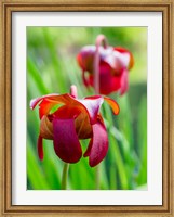 Delaware, The Red Flower Of The Pitcher Plant (Sarracenia Rubra), A Carnivorous Plant Fine Art Print