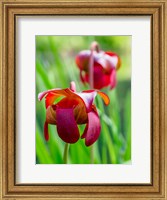 Delaware, The Red Flower Of The Pitcher Plant (Sarracenia Rubra), A Carnivorous Plant Fine Art Print