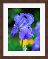 Delaware, Close-Up Of A Blue Bearded Iris Fine Art Print