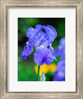 Delaware, Close-Up Of A Blue Bearded Iris Fine Art Print