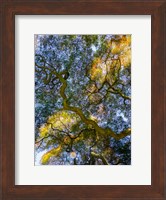 Delaware, Looking Up At The Sky Through A Japanese Maple Fine Art Print