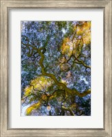 Delaware, Looking Up At The Sky Through A Japanese Maple Fine Art Print