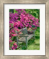Delaware, A Dedication Bench Surrounded By Azaleas In A Garden Fine Art Print