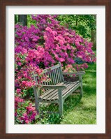Delaware, A Dedication Bench Surrounded By Azaleas In A Garden Fine Art Print