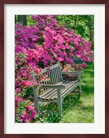 Delaware, A Dedication Bench Surrounded By Azaleas In A Garden Fine Art Print