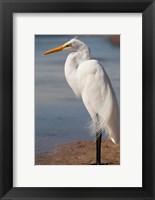 Great Egret (Ardea Alba) On Tigertail Beach Lagoon, Marco Island, Florida Fine Art Print
