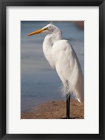 Great Egret (Ardea Alba) On Tigertail Beach Lagoon, Marco Island, Florida Fine Art Print
