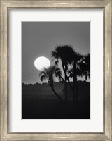 Palm Trees And Sunrise, Florida Fine Art Print