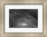 Georgia, Savannah, Wormsloe Plantation Drive In The Early Morning With Rays Of The Sun Fine Art Print