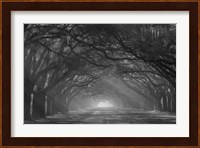 Georgia, Savannah, Wormsloe Plantation Drive In The Early Morning With Rays Of The Sun Fine Art Print