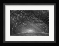 Georgia, Savannah, Wormsloe Plantation Drive In The Early Morning With Rays Of The Sun Fine Art Print