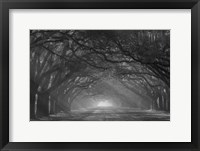 Georgia, Savannah, Wormsloe Plantation Drive In The Early Morning With Rays Of The Sun Framed Print