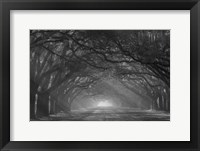 Georgia, Savannah, Wormsloe Plantation Drive In The Early Morning With Rays Of The Sun Fine Art Print