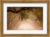 Georgia, Savannah, Wormsloe Plantation Drive In The Early Morning Fog Fine Art Print