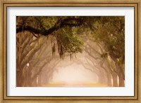 Georgia, Savannah, Wormsloe Plantation Drive In The Early Morning Fog Fine Art Print